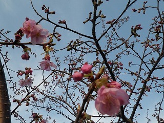0216の桜.jpg