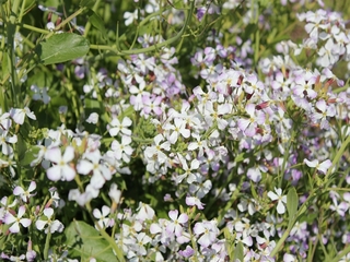 IMG_3407_R.JPG