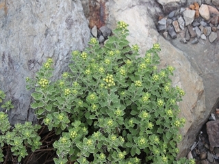 IMG_6120_R.JPG